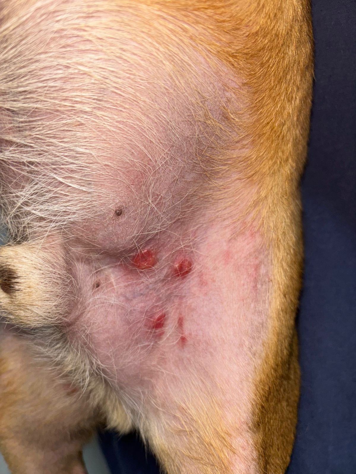 Cão com otite crônica recorrente antes do tratamento otológico